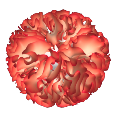 Simulation of Differential Growth/